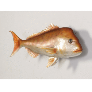 Leen van Dam Decoraties - Vis Lutjanidae Snapper