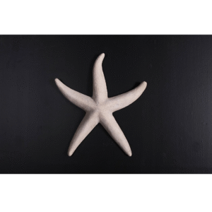 Leen van Dam Decoraties - Zeester