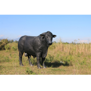 Leen van Dam Decoraties - Stier Zwarte Angus
