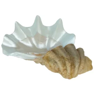 Schelp Klein