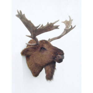 Eland Kop