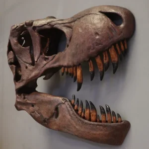 Leen van Dam Decoraties - Dinosaurus gigantische T-Rex schedel wandmodel
