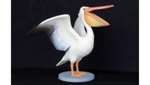 Pelikaan