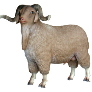 Tibetaans schaap