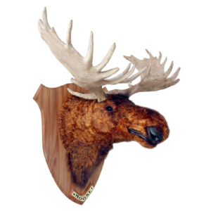 Eland Kop