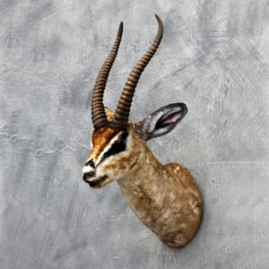 Gazelle Kop