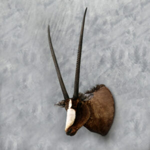 Zuid-Afrikaanse Oryx Kop