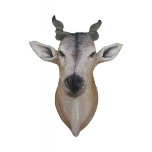 Eland Oryx Kop