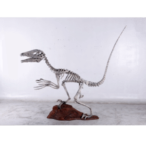 Leen van Dam Decoraties - Skelet van een Deinonychusd dinosaurus