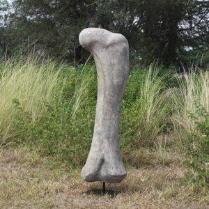 Leen van Dam Decoraties - Dijbeen van de Apatosaurus dinosaurus