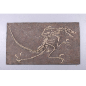 Leen van Dam Decoraties - Fossiel van Velociraptor dinosaurus