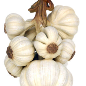Leen van Dam Decoraties - Knoflook 3 ft.