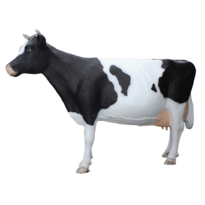Koe